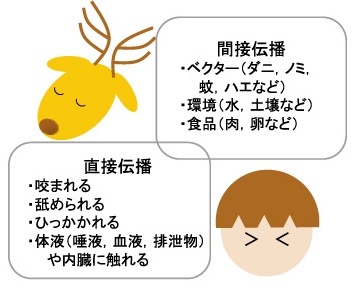 図 動物からの感染症の伝播
