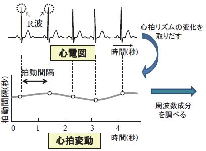 図１　心電図波形と心拍変動HRVの関係