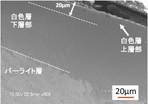 図２　　SEM による白色層の観察結果